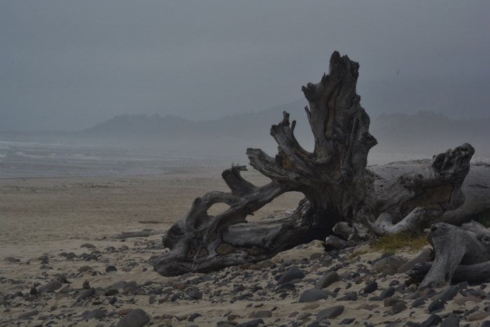 driftwood on Cape Meares Beach